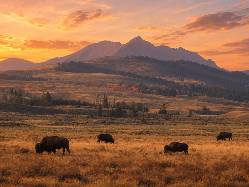 5-Day Yellowstone & Grand Teton In-Depth Tour – Hotel Based
